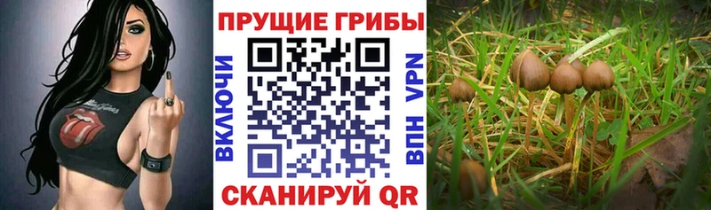 Псилоцибиновые грибы мицелий Рассказово